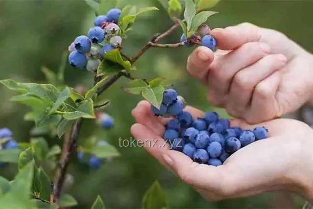 发霉蓝莓的网络热卖：短期奇象还是长期趋势？